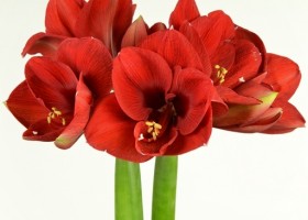 hippeastrum Ferrari ® (1)